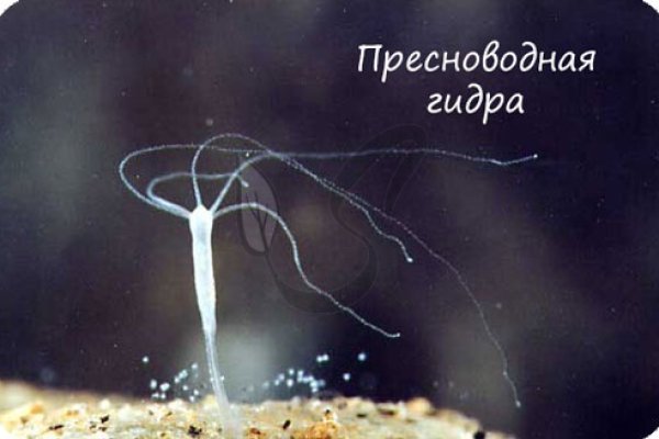 Наркотики заказать