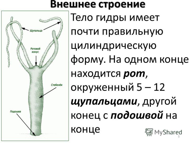 Kraken официальная ссылка